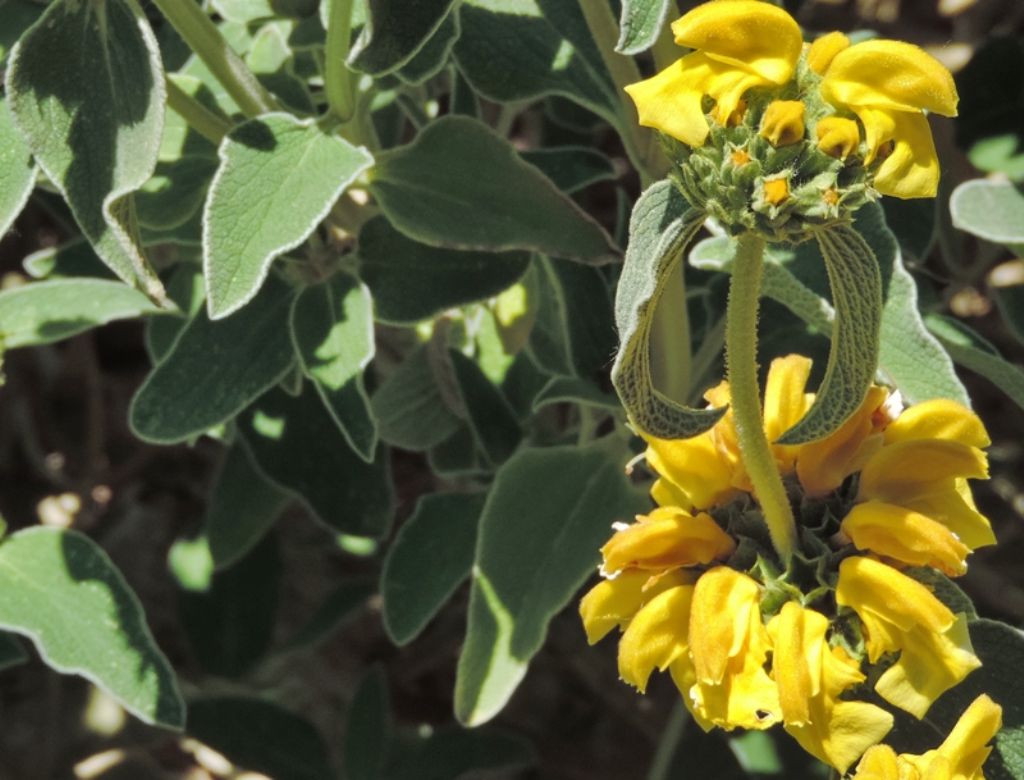 Phlomis fruticosa